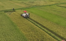 Riziculture : 85 % des récoltes déjà effectuées à Dagana