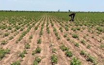 Sénégal : Plus de 3 000 agriculteurs du bassin arachidier couverts par une assurance agricole