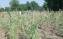 ​Matam : le déficit de pluie menace les cultures dans le Djiéry
