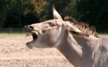 ​Dahra: encore de la viande d'âne - 2 Chinois arrêtés