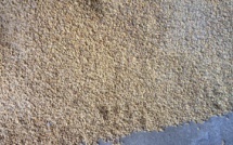 ​La Guinée-Bissau envisage la production de 80 000 tonnes de riz