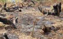 "La coupe abusive de bois n’est pas l’apanage de la Casamance", par Pr Demba Sow