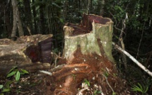 Singapour: ouverture du procès du trafic de bois de rose de Madagascar